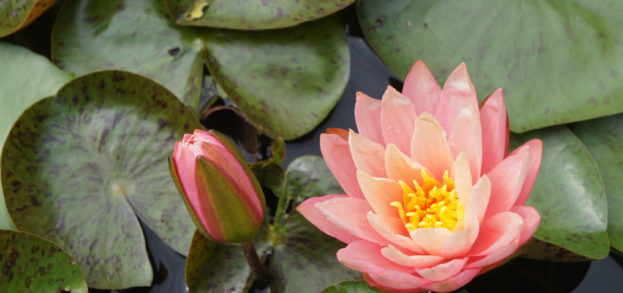 Courtyard Koi Pond