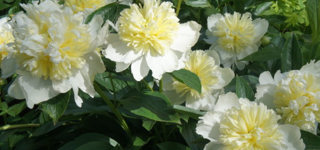 Primrose Path Peonies