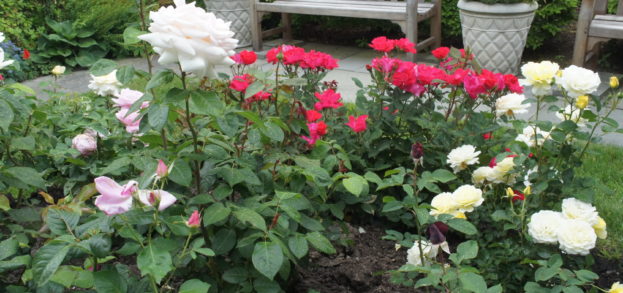 Main Entrance Rose Garden