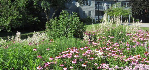 Wild Flower Garden