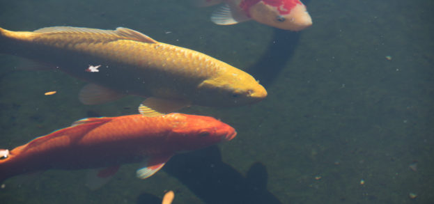 Koi